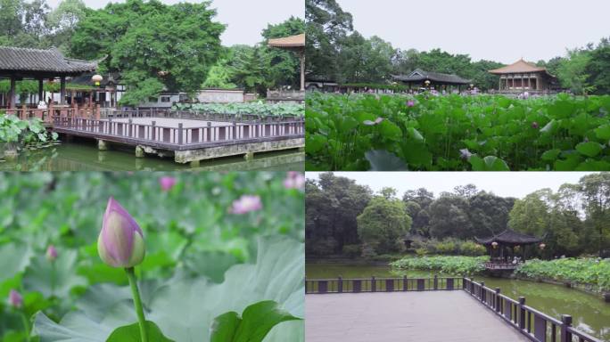 成都 郫都 望丛祠 荷塘 荷花池