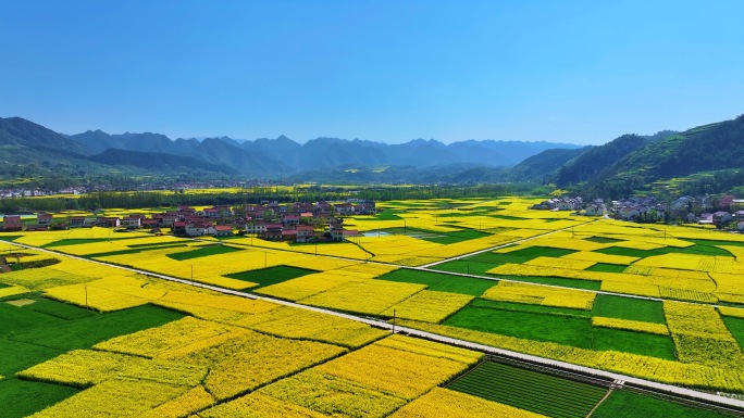 乡村油菜花道路国道农村路风光