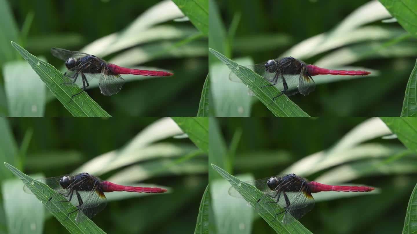 一只红蜻蜓在植物上栖息