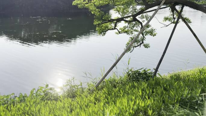 湖边 水草 夏日 景色