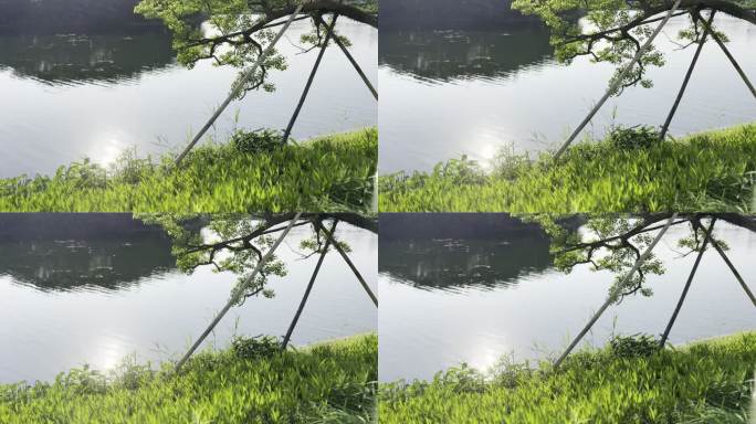 湖边 水草 夏日 景色