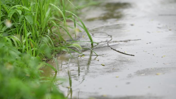 雨天小草雨滴