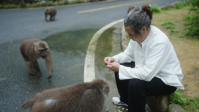 武夷山桐木村猴子