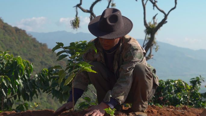 咖啡种植 栽培 咖啡树苗