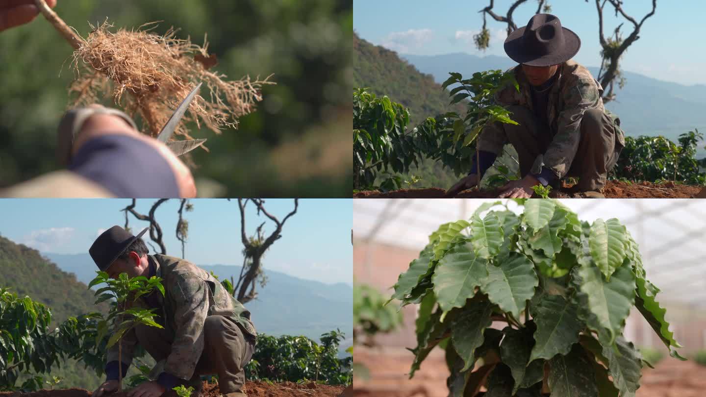 咖啡种植 栽培 咖啡树苗