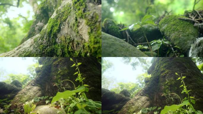 【4K】幽静森林环境镜头组