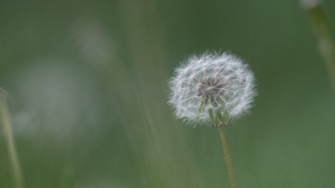 蒲公英飘走蒲公英种子特写希望生命意境清新