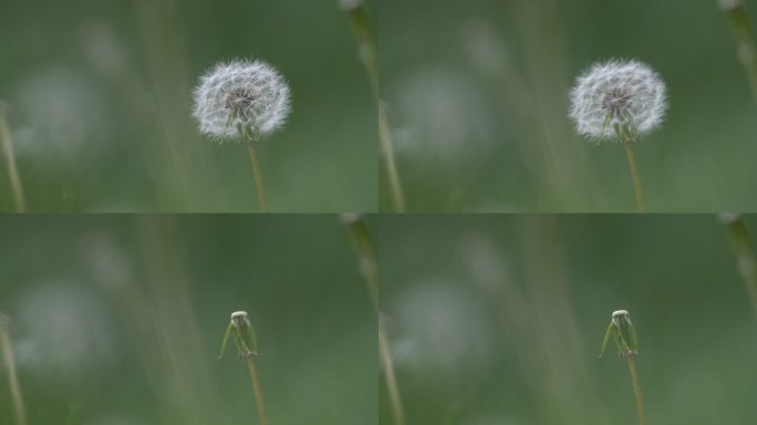 蒲公英飘走蒲公英种子特写希望生命意境清新