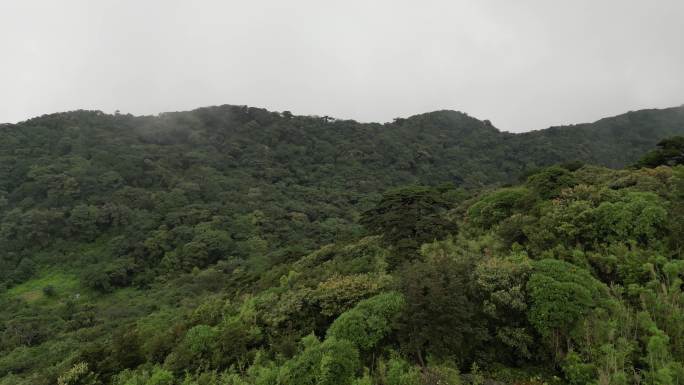 大山原始森林植被森林覆盖云雾自然风景