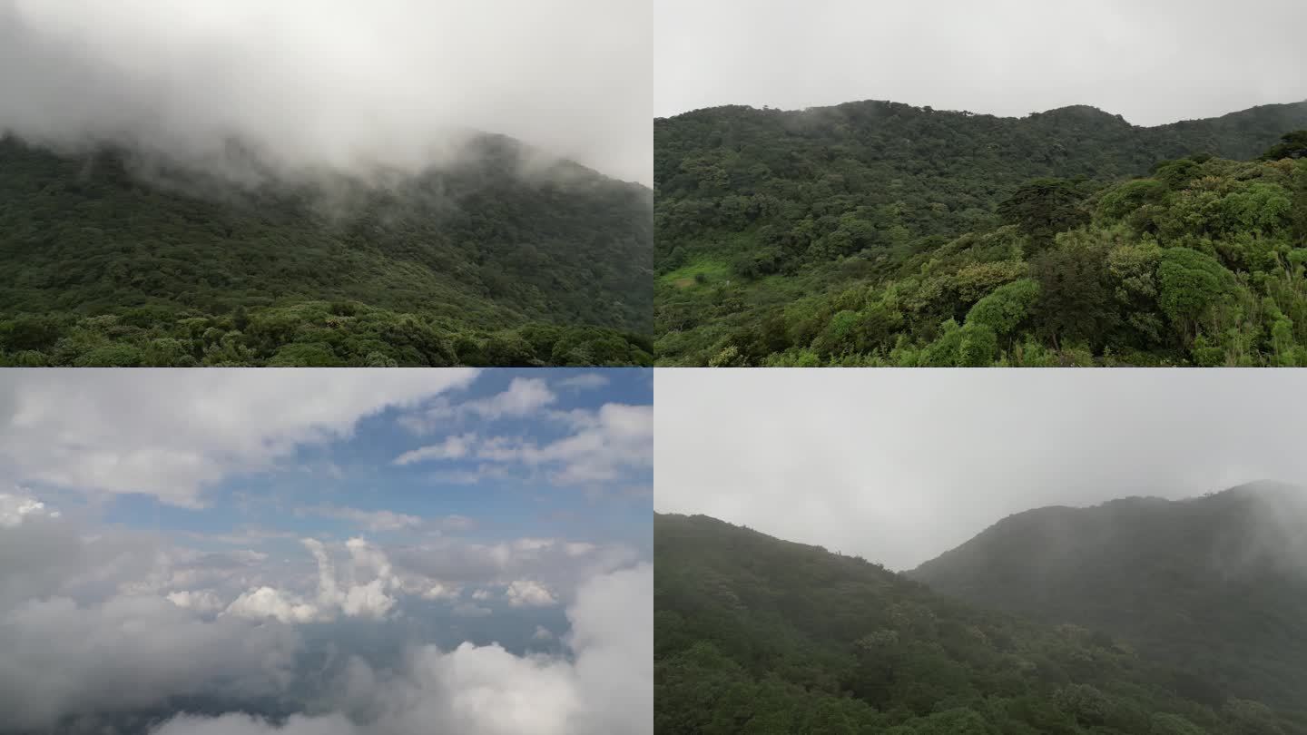大山原始森林植被森林覆盖云雾自然风景
