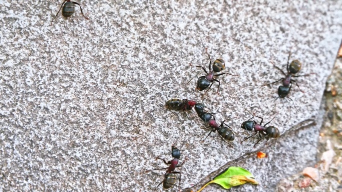 石头上的黑色大蚂蚁