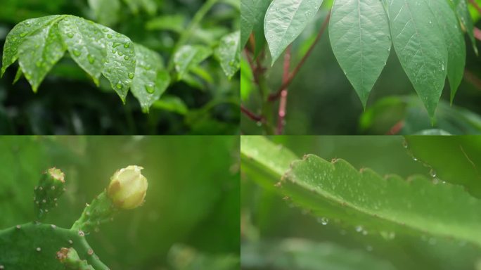 谷雨 雨露各种叶子