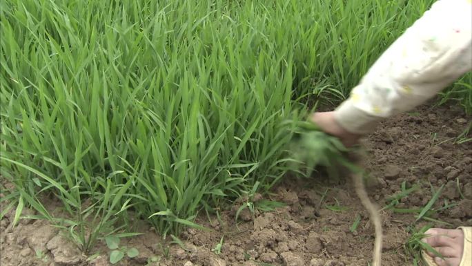 水稻旱育秧 水育秧 起苗 拔秧 捆扎稻苗