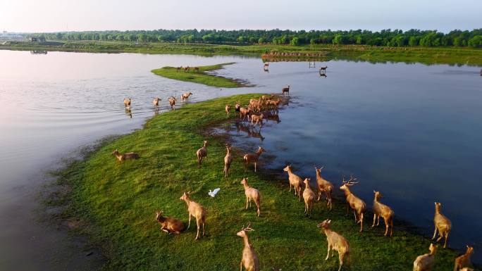 大丰海边湿地野鹿荡奔跑的麋鹿群