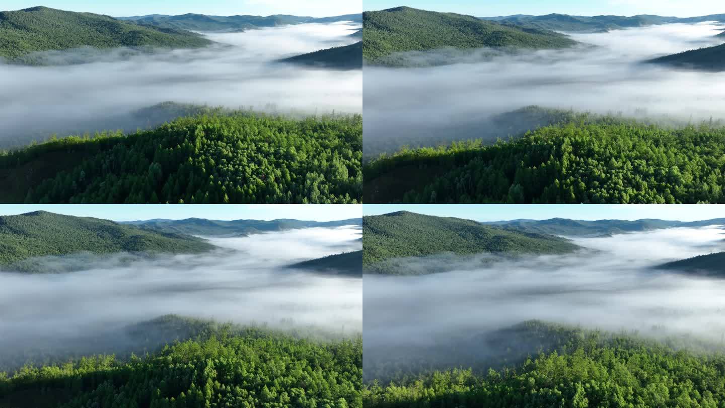 森林云雾云海