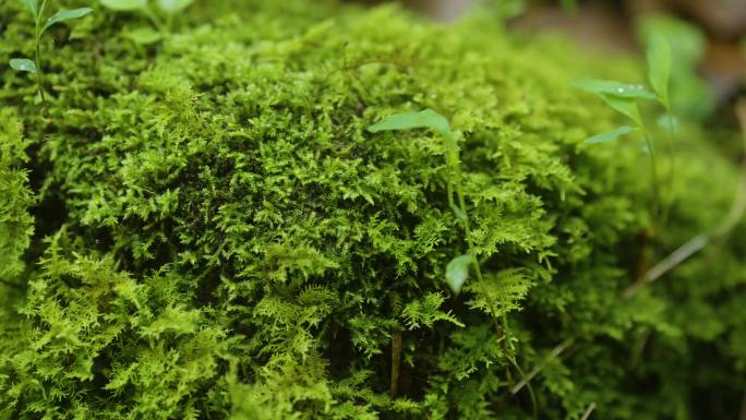 青苔湿润