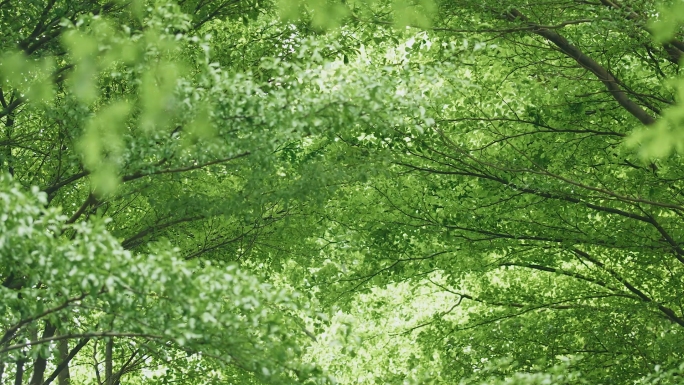 树叶植物光影写意美好空镜绿色叶子夏天李子