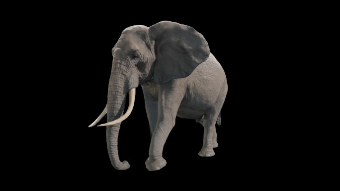 A01-大象前侧