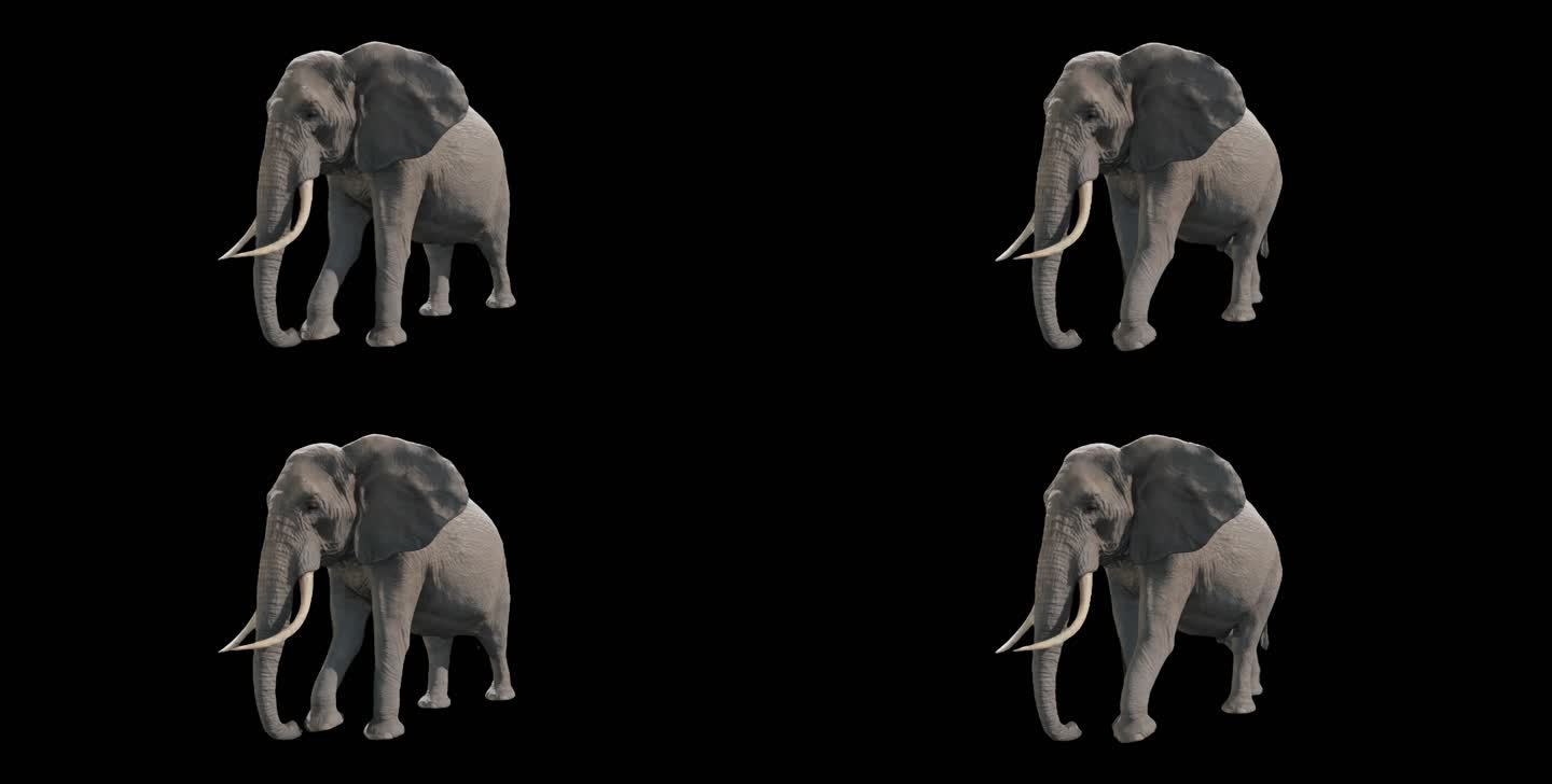 A01-大象前侧