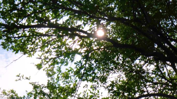 夕阳黄昏阳光穿过树叶子唯美树林空镜头