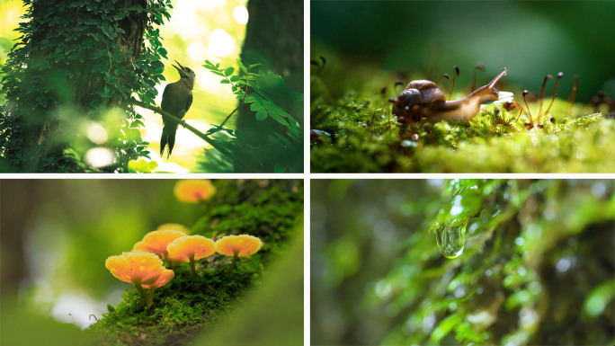 森林水自然阳光雨林昆虫水滴青苔蜗牛小鸟树