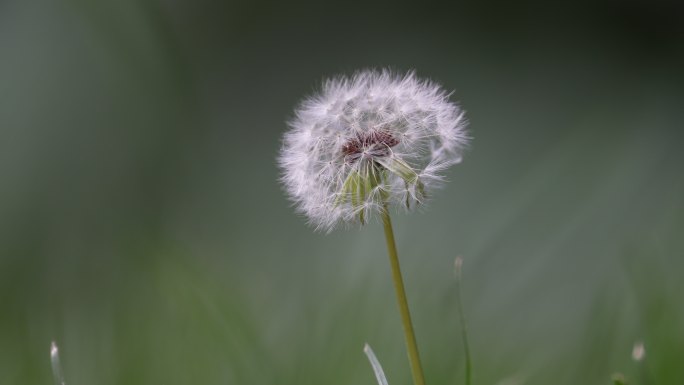 蒲公英飘走蒲公英种子特写希望生命意境清新