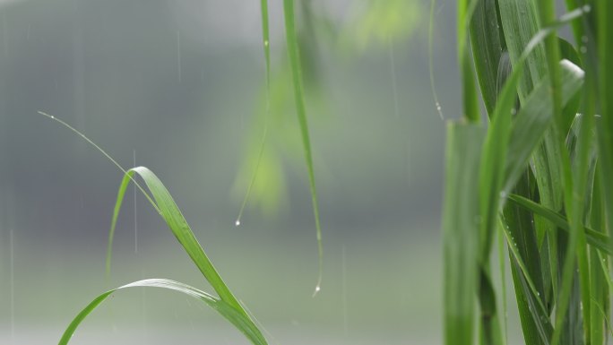 雨天小草雨滴