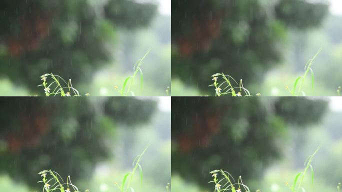 雨天小草雨滴