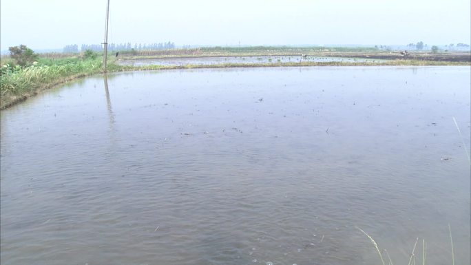 水管 翻耕好的田块 灌水 大水漫灌 泡田