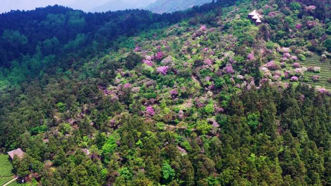 浙江天台山，华顶森林公园，千年云锦杜鹃