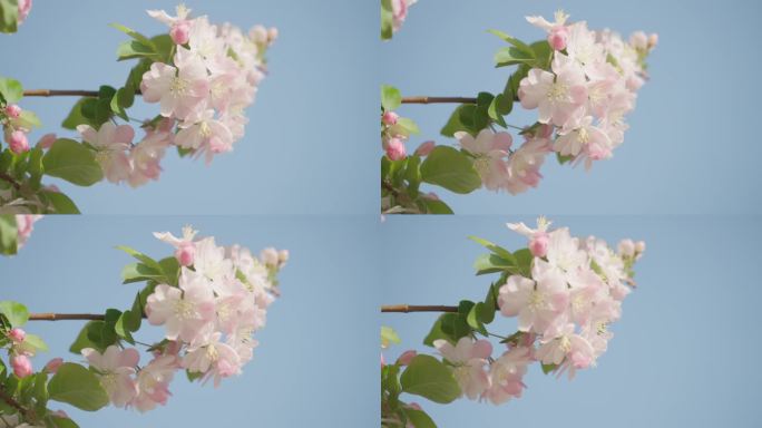 天津海棠花