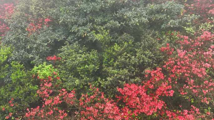 中国广西昭平县仙殿顶乡村旅游区映山红花开
