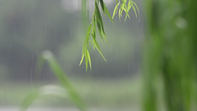雨天柳叶雨滴