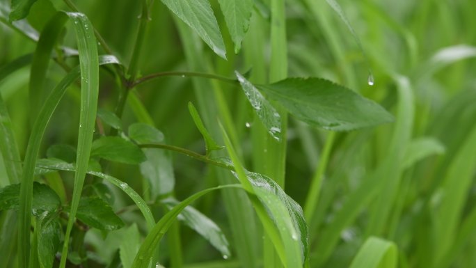 雨天小草雨滴