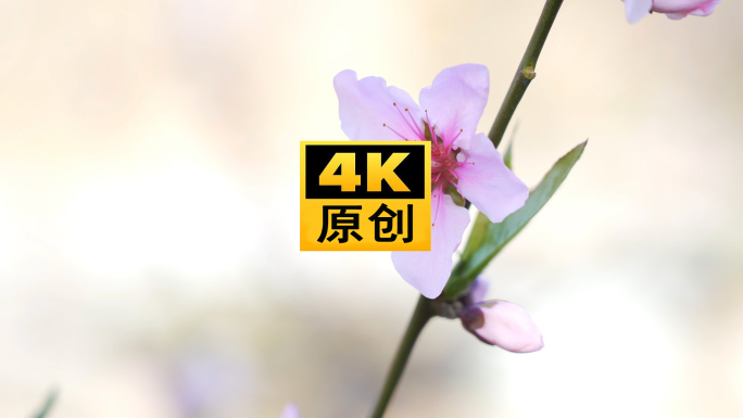 4K 桃树 桃花 花开 春天