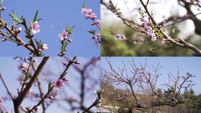 4K 桃树 桃花 花开 春天