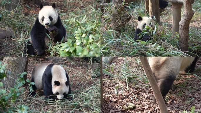 熊猫吃竹子 4k高清