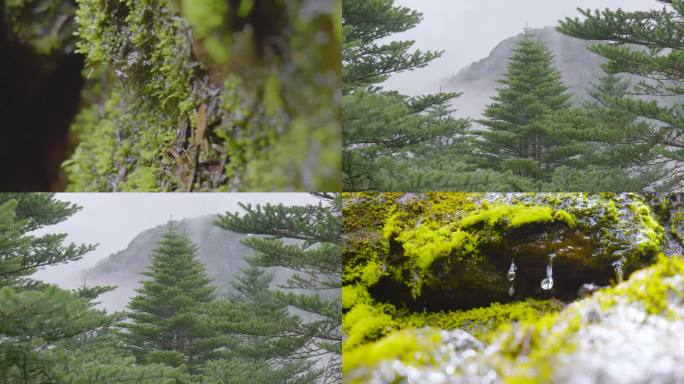 雪山 森林 苔藓