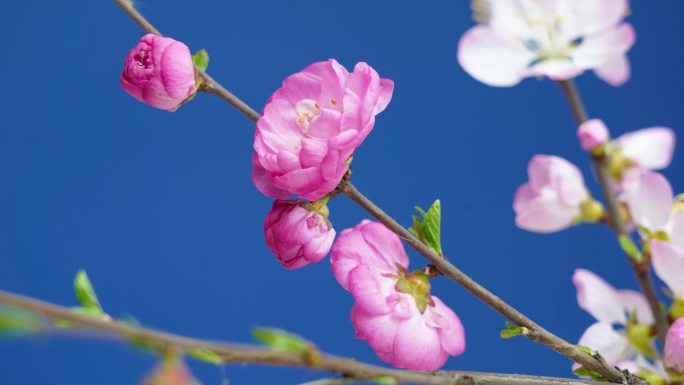 桃花桃花开放 花开特写 春天花开 春天