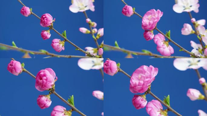 桃花桃花开放 花开特写 春天花开 春天