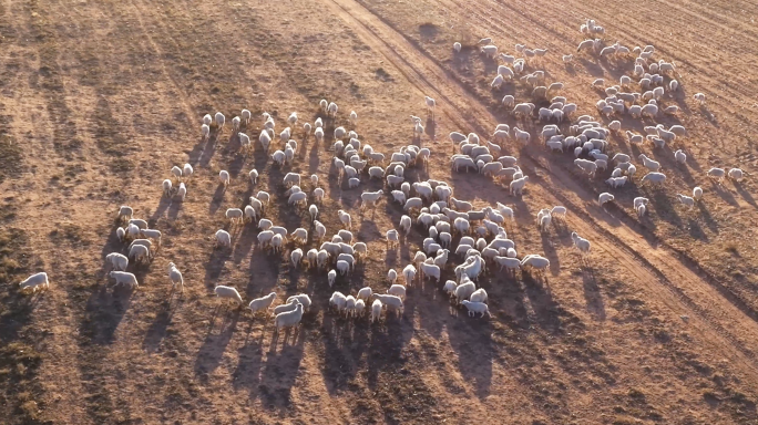放养的羊 羊群 落日