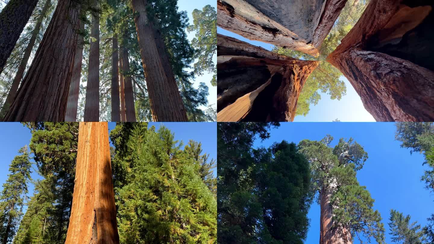 美国加州巨型红杉国家公园