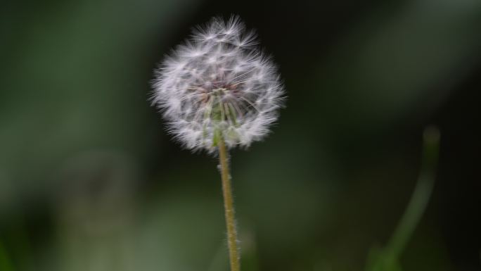 蒲公英飘走蒲公英种子特写希望生命意境清新