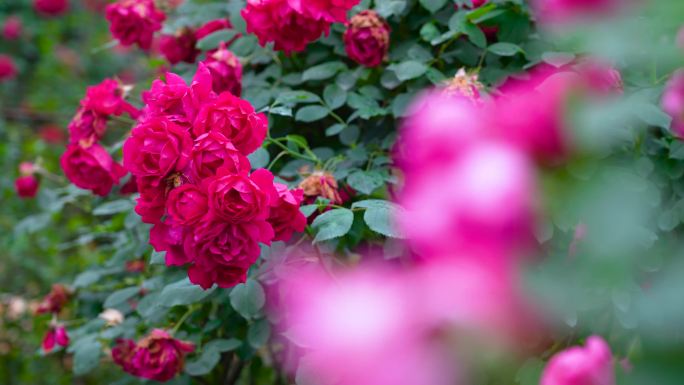 玫瑰 欧月 月季花 造型 花卉种植