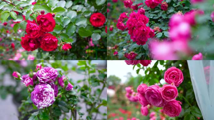 玫瑰 欧月 月季花 造型 花卉种植