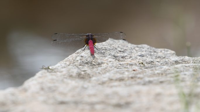 一只红蜻蜓在石头上栖息