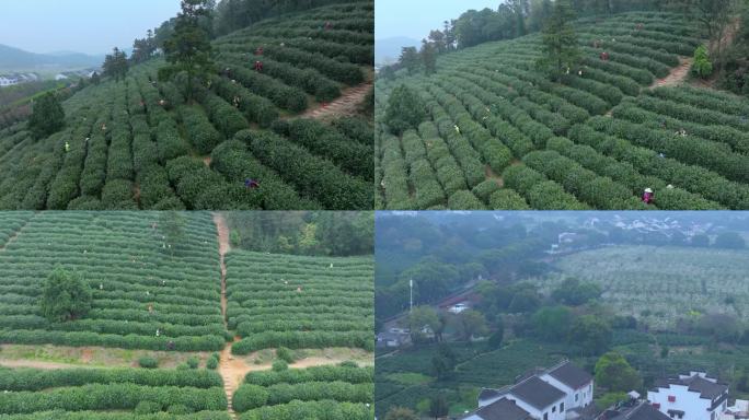 苏州树山生态村春天梨花盛开与茶园风景航拍