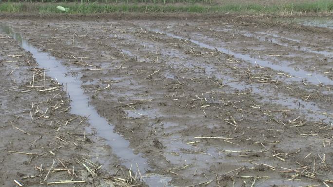 灌水后的麦茬田 手扶拖拉机 旋耕 整地