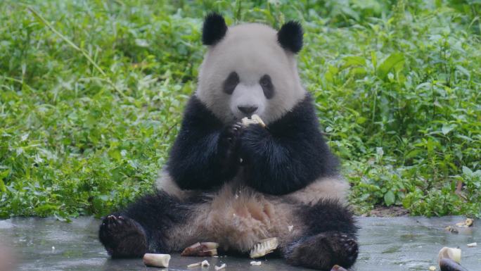 大熊猫吃竹子玩耍