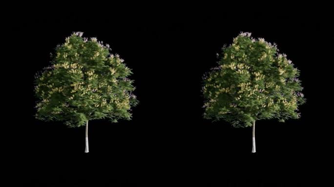 花树 动态树  2K免抠视频素材